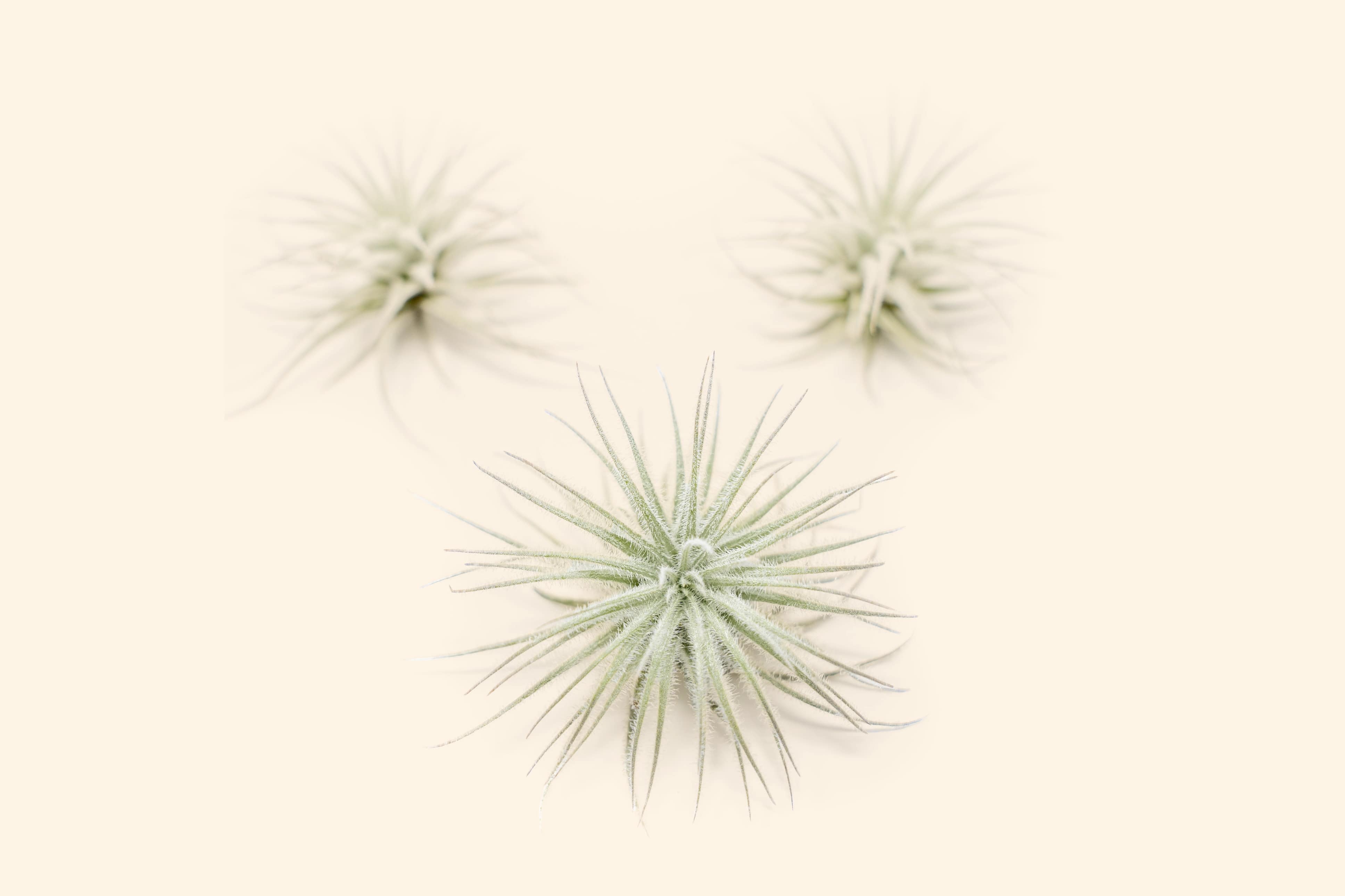 Air Plant Shop Tectorum Ecuador Air Plant - Thumbnail 3