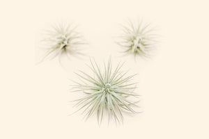 3 Small Tillandsia Tectorum Ecuador Air Plants for $14