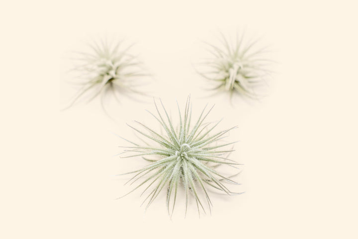 Tillandsia Tectorum Air Plant