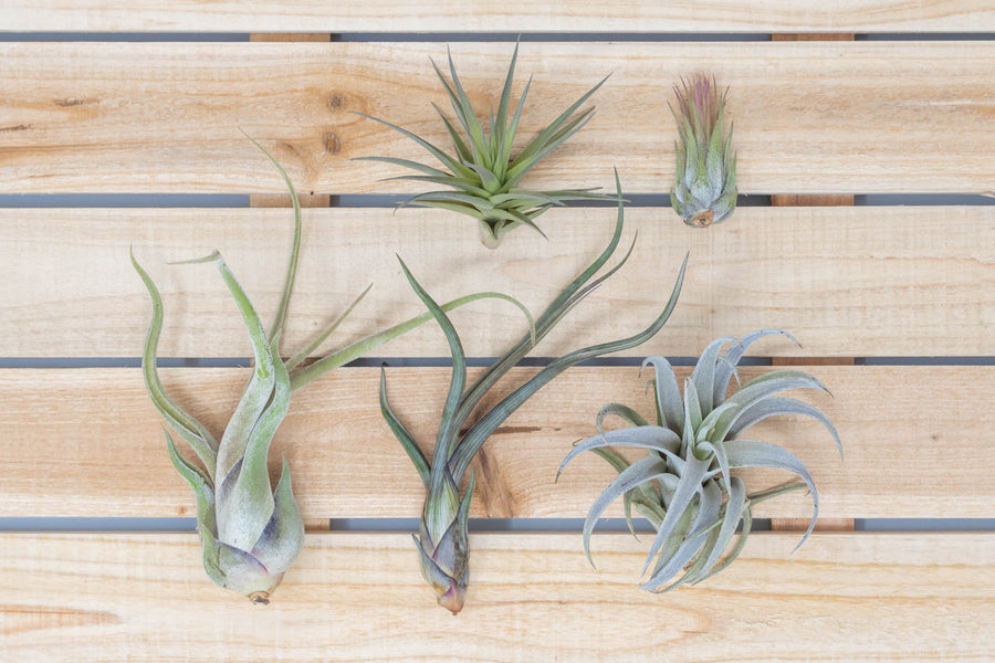 Tillandsia caput medusae, baileyi, harrisii, tenuifolia and scaposa air plants