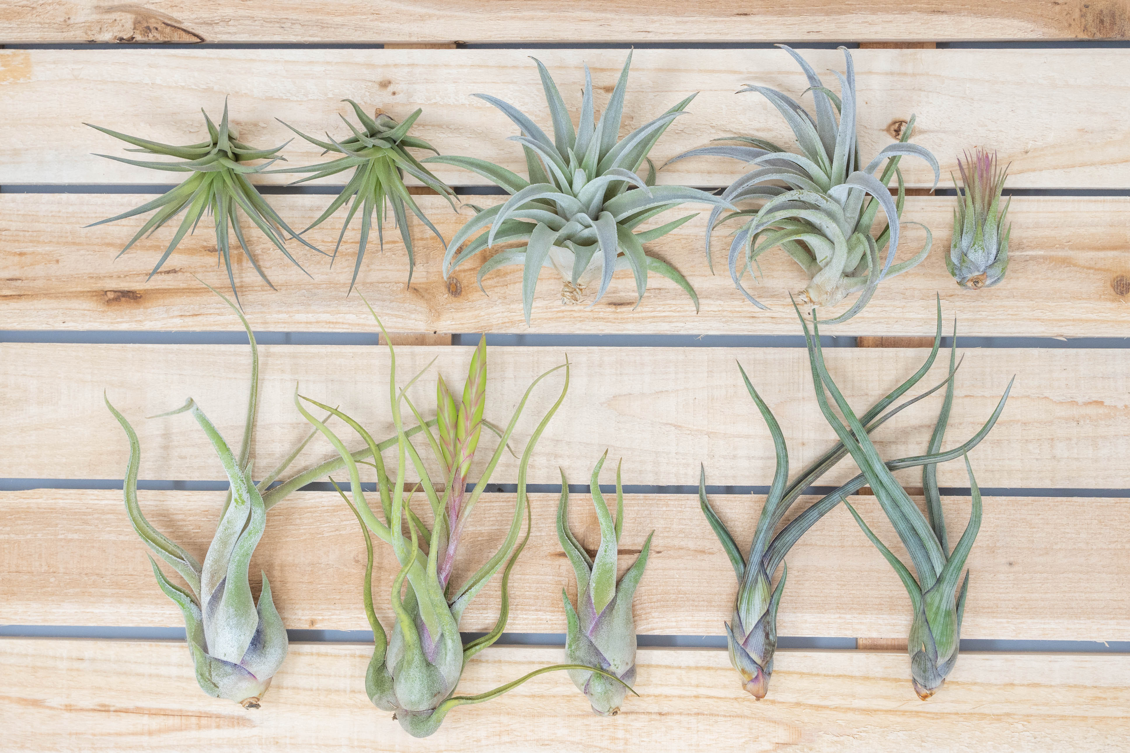 Wholesale: Beginner Friendly Collection of Tillandsia Air Plants