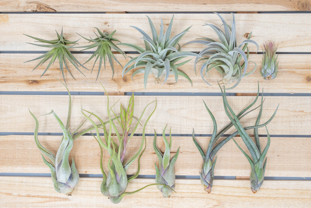 Tillandsia caput medusae, baileyi, harrisii, tenuifolia and scaposa air plants