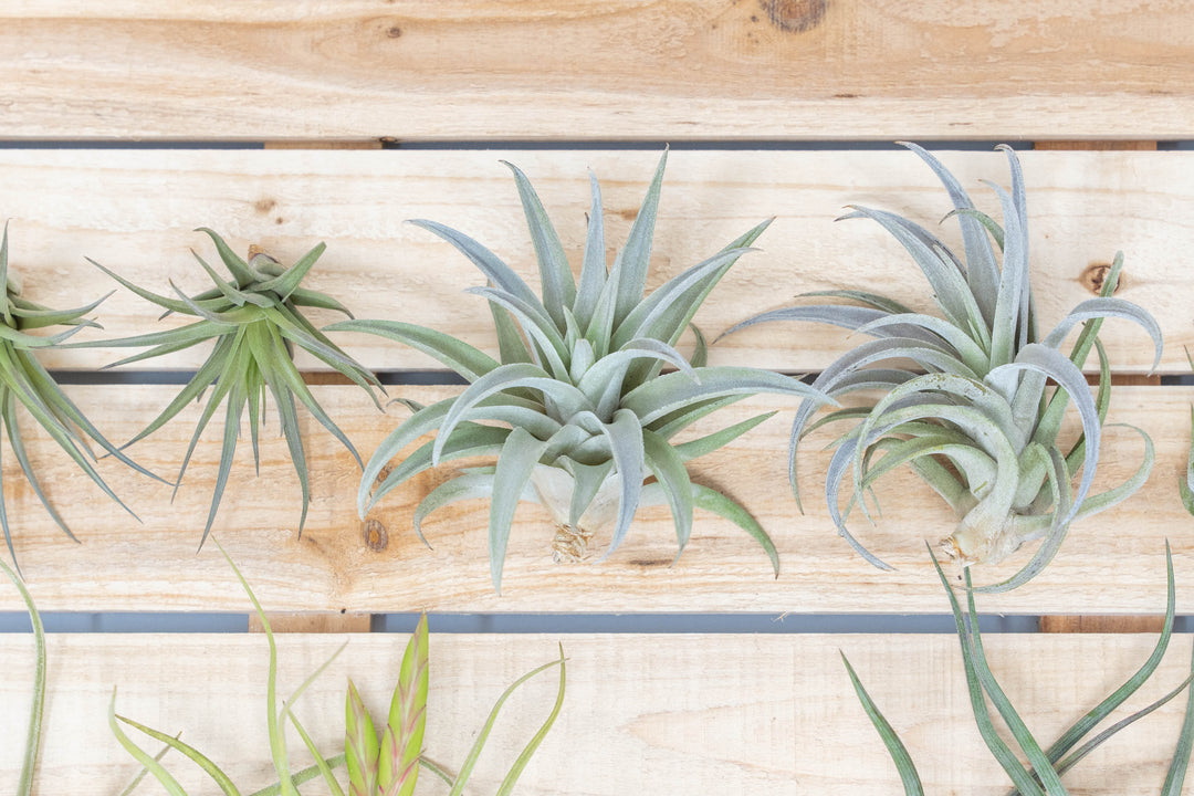 Tillandsia caput medusae, baileyi, harrisii, tenuifolia and scaposa air plants