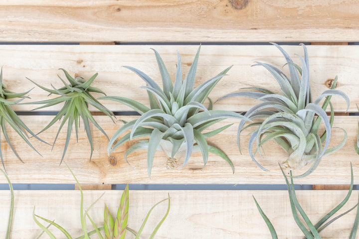 Tillandsia caput medusae, baileyi, harrisii, tenuifolia and scaposa air plants