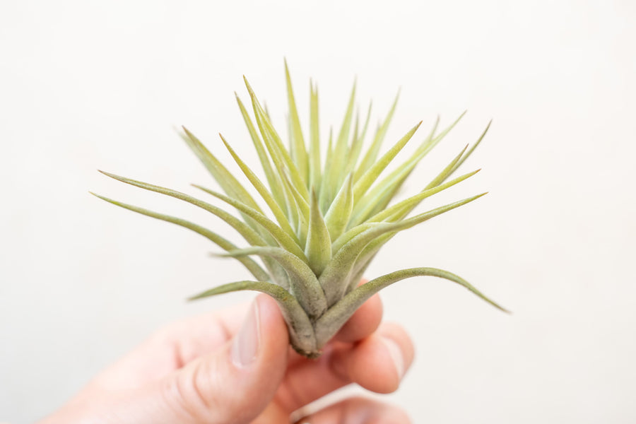 tillandsia velutina air plant