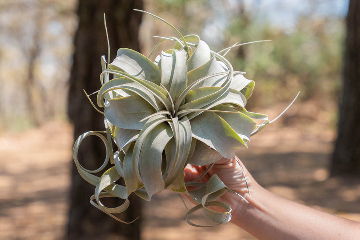 hand holding a tillandsia xerographica air plant