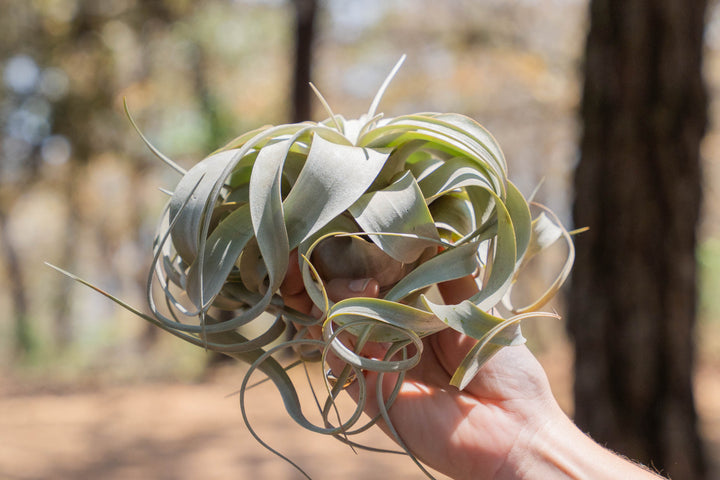 hand holding a tillandsia xerographica air plant