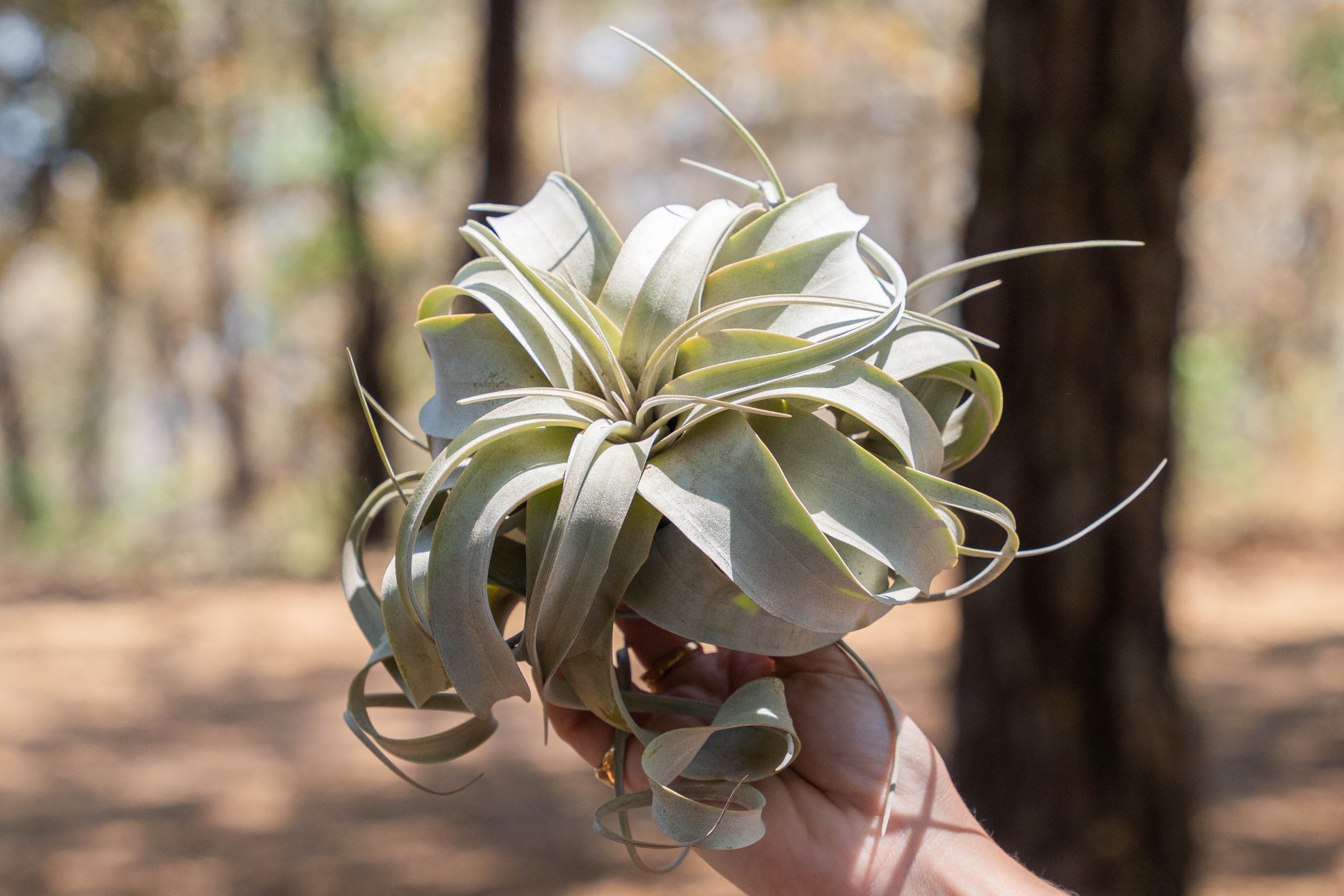 hand holding a tillandsia xerographica air plant