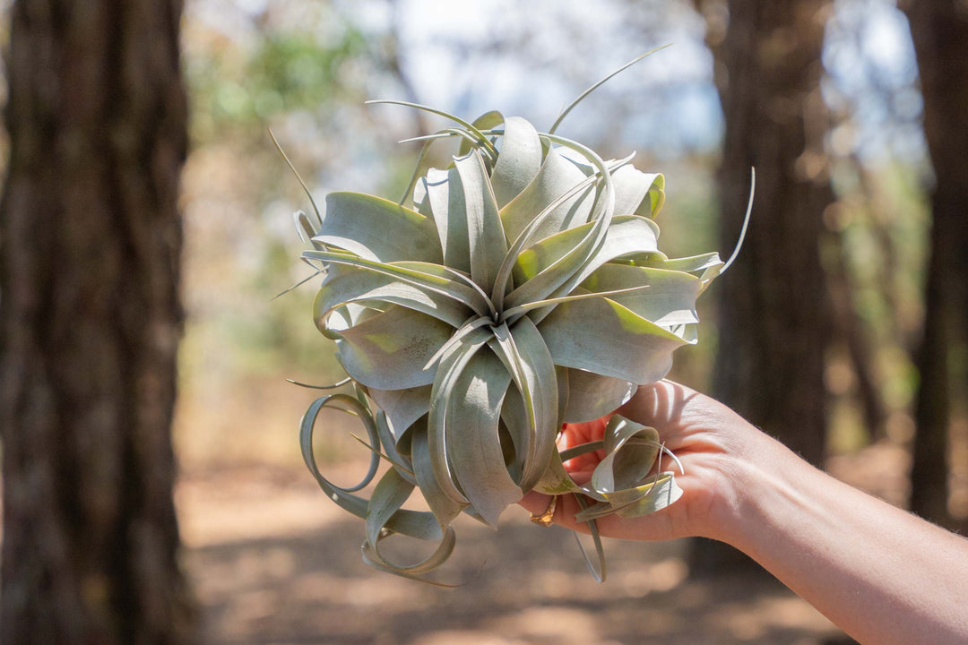 hand holding a tillandsia xerographica air plant