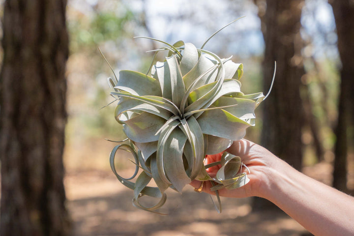 hand holding a tillandsia xerographica air plant