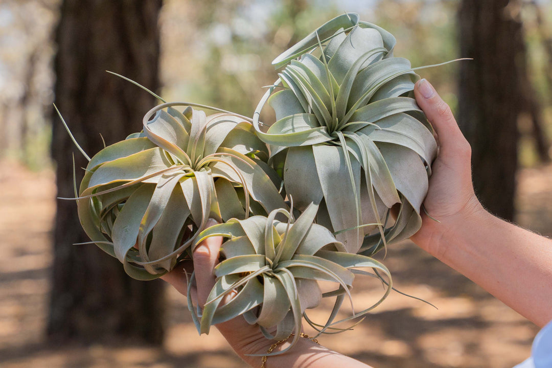 hand holding an assortment of tillandsia xerographica air plants