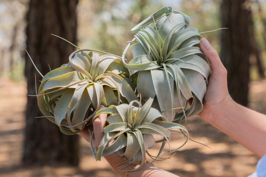 hand holding an assortment of tillandsia xerographica air plants