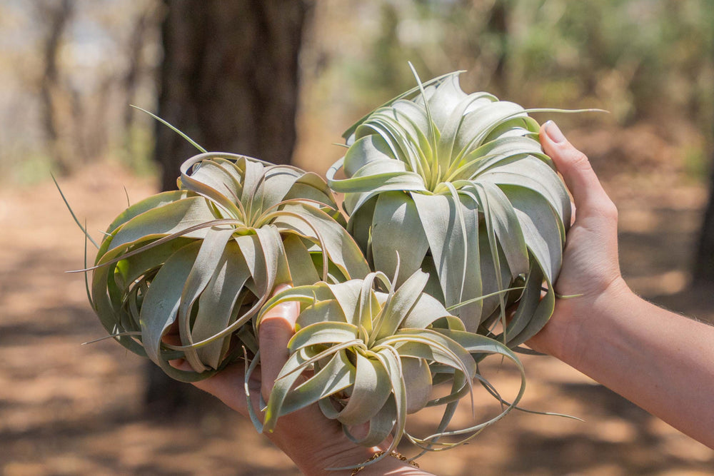 hand holding three tillandsia xerographica air plants of multiple sizes