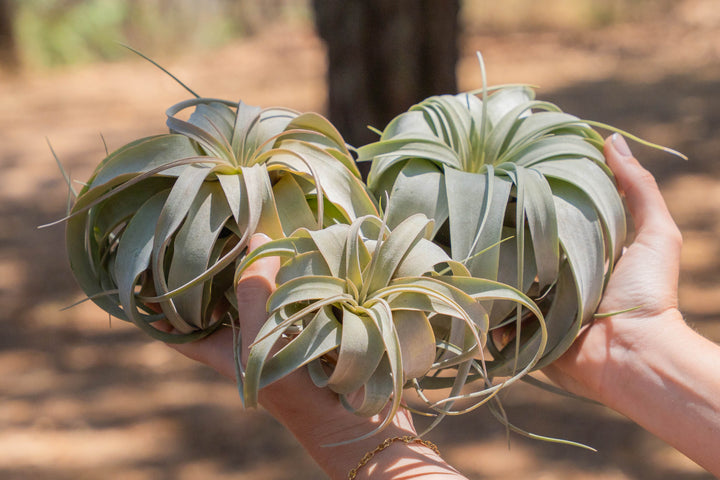 hand holding a variety of tillandsia xerographica air plants