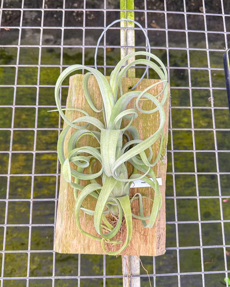 Tillandsia Curly Slim Mounted on Natural Cedar Plank [In Bloom Now!]