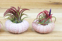 Pink Sea Urchins with Tillandsia Air Plants [2 Pack]