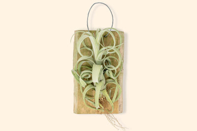 Air Plant Displays & Gifts