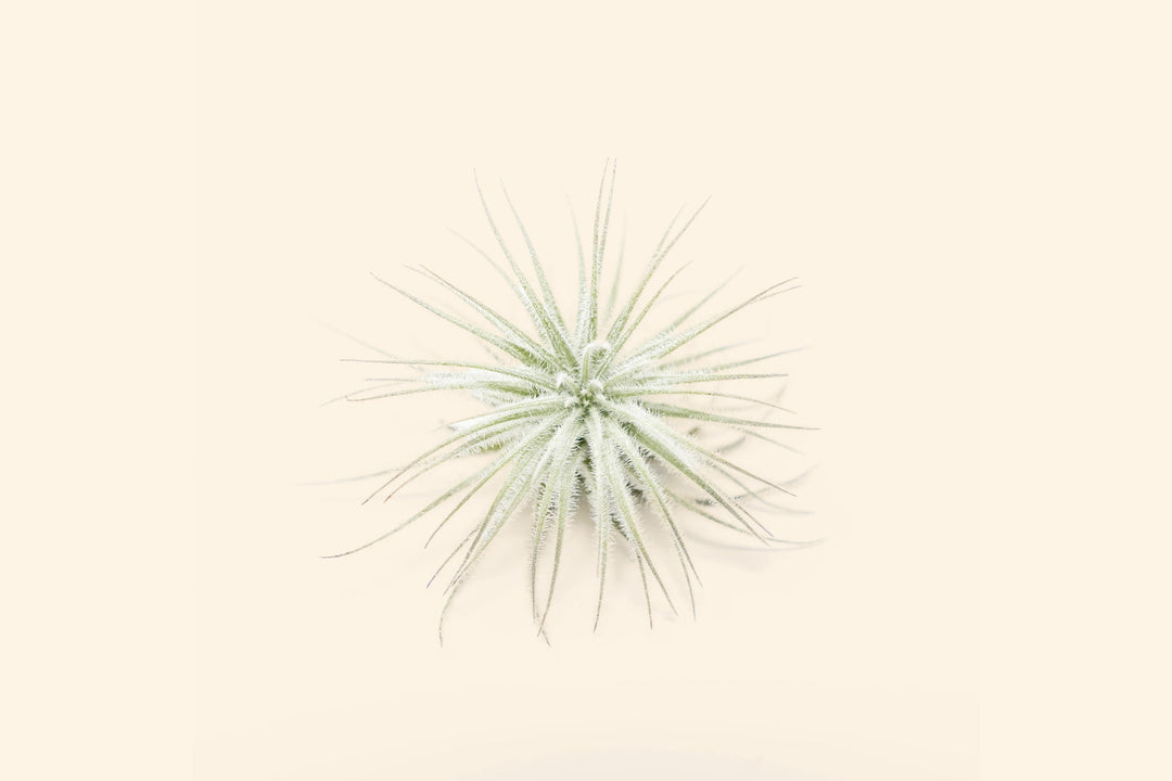 3 Small Tillandsia Tectorum Ecuador Air Plants for $14