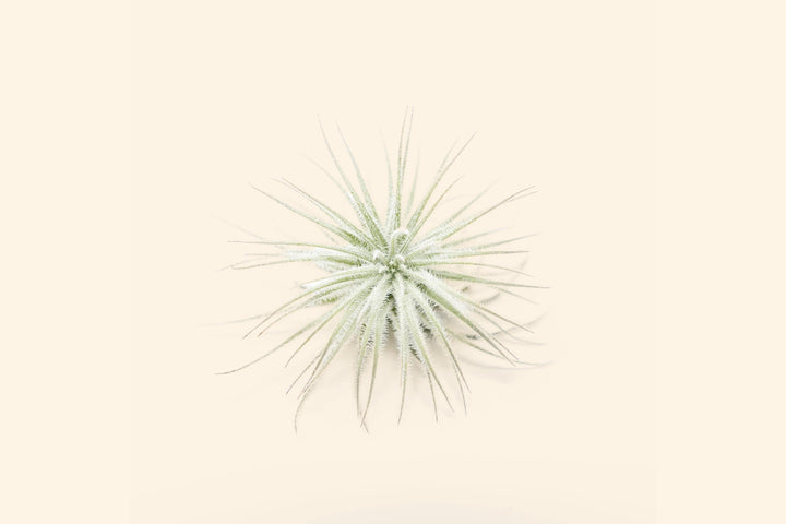 3 Small Tillandsia Tectorum Ecuador Air Plants for $14