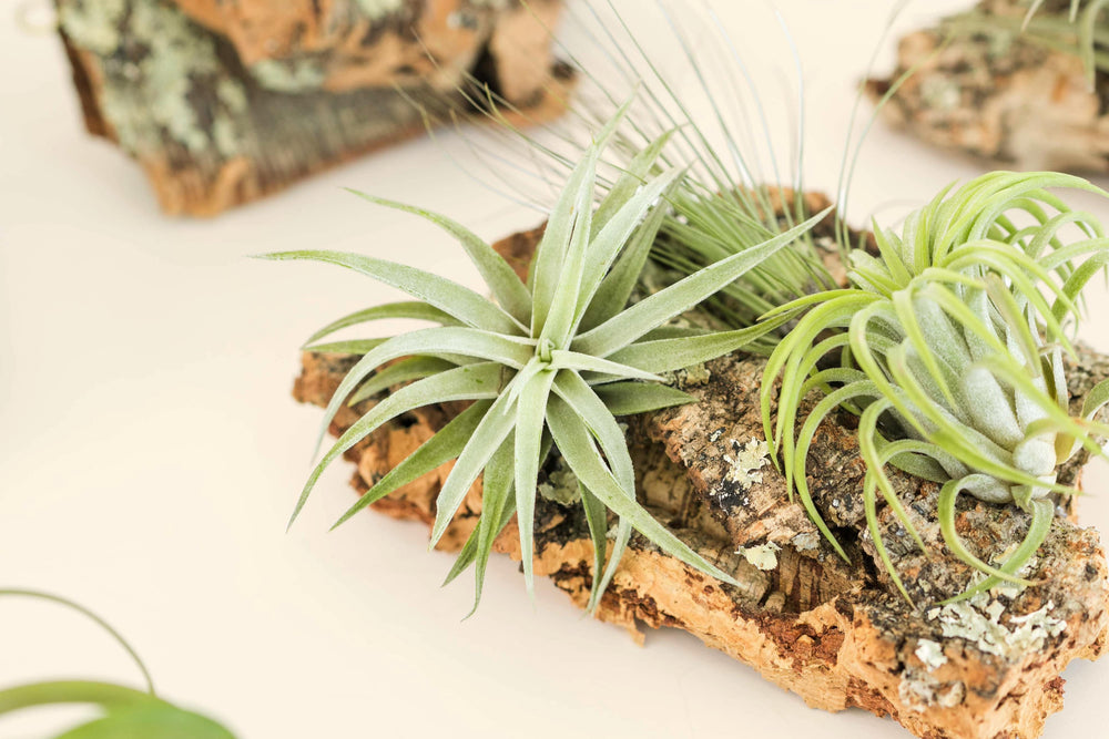 close up of tillandsia air plants on virgin cork bark display