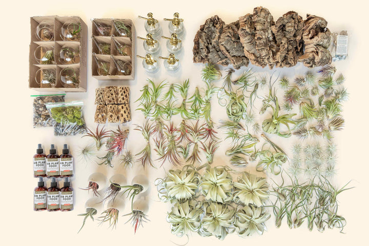 aerial view of Wholesale - Best Seller Air Plant & Display Variety Bundle