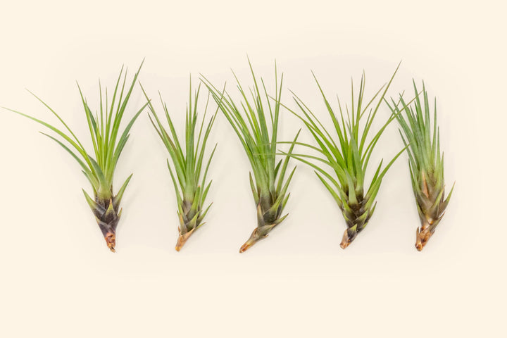 tillandsia melanocrater air plants