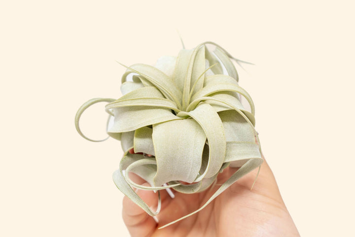 hand holding tillandsia streptophylla air plant