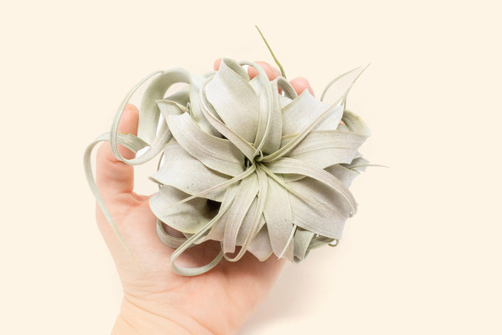 hand holding a tillandsia seedling xerographica air plant