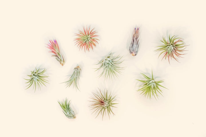 assorted tillandsia ionantha air plants