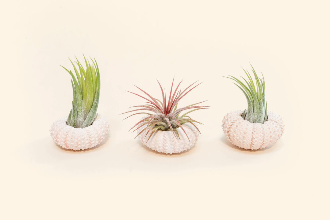 Three pink urchins with assorted tillandsia ionantha air plants