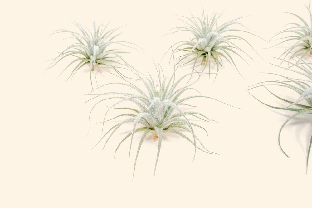 tillandsia tectorum ecuador air plant