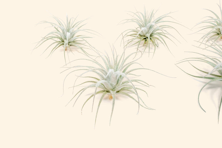 tillandsia tectorum ecuador air plant