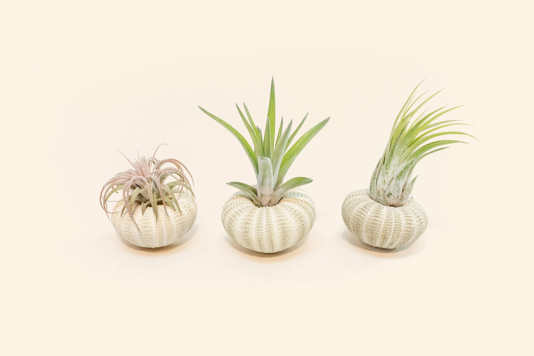 three green urchins with assorted tillandsia air plants