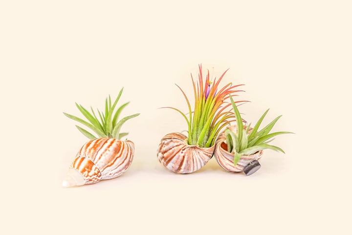 Three sea shell magnets with assorted tillandsia air plants