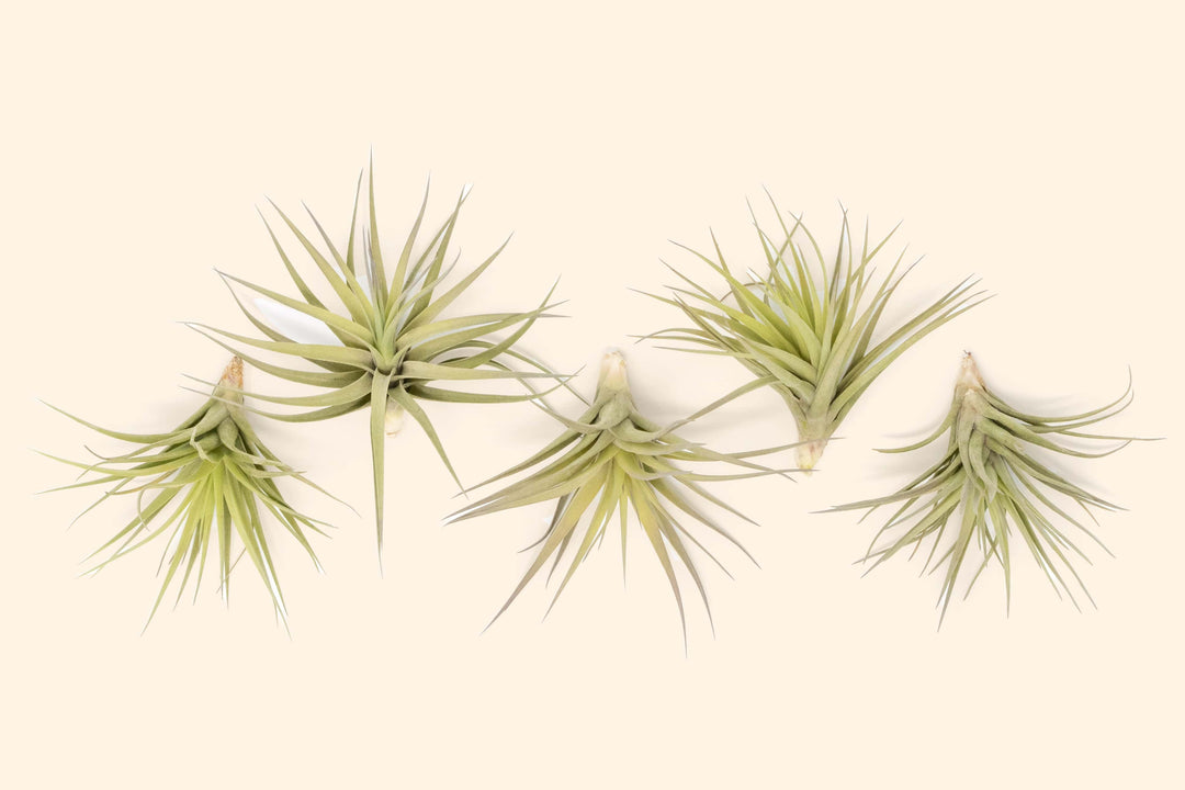 tillandsia tenuifolia air plant