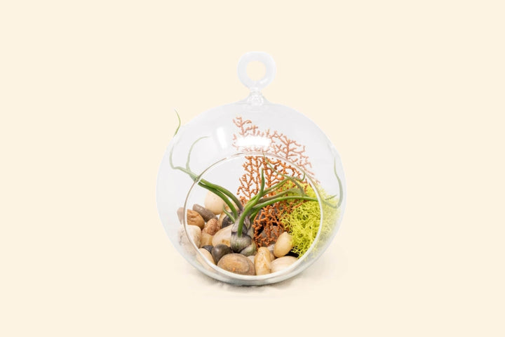 flat bottom glass globe terrarium with stones, moss. coral and tillandsia bulbosa guatemala air plant