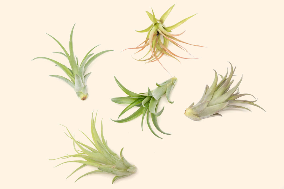 tillandsia abdita air plant