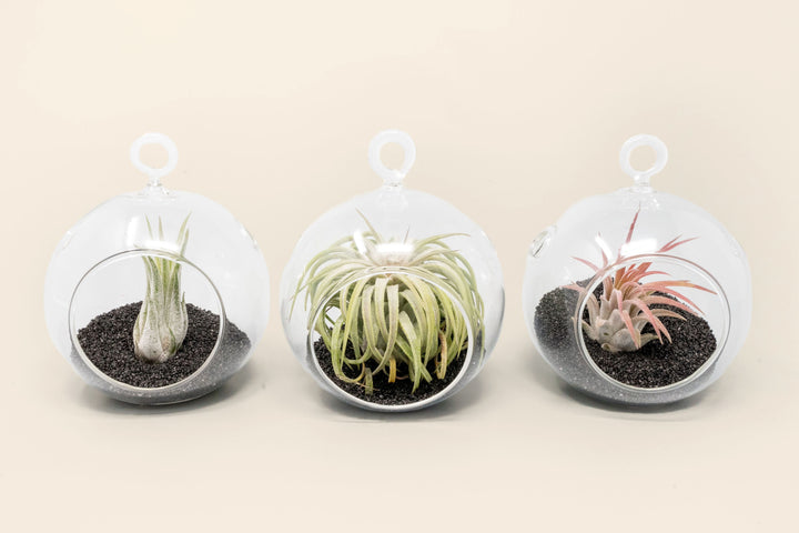 three mini flat bottom terrariums with black sand and assorted tillandsia ionantha air plants