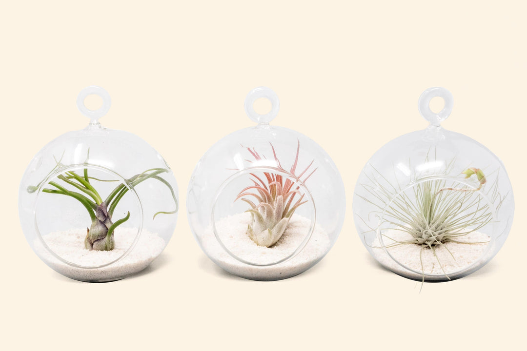 three flat bottom globe beach terrariums with assorted tillandsia air plants