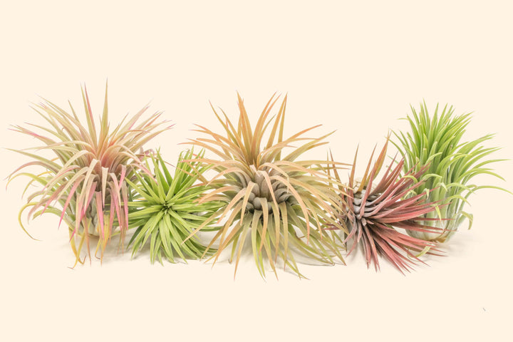 blushing tillandsia ionantha guatemala air plants