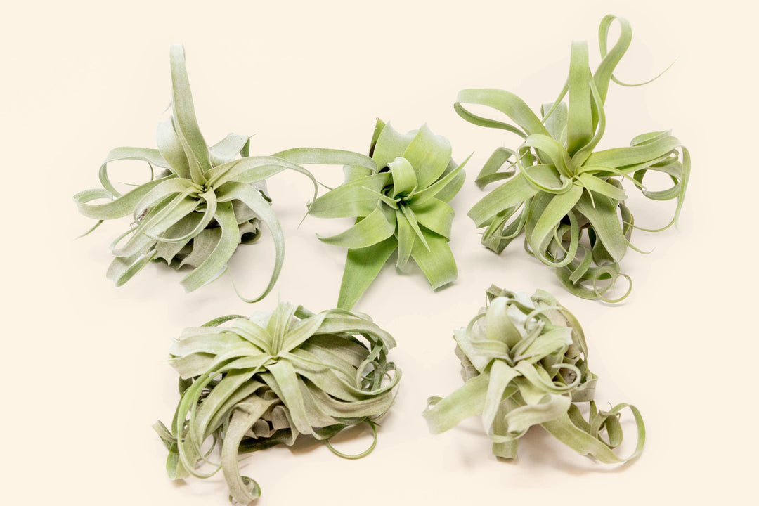 tillandsia streptophylla air plants