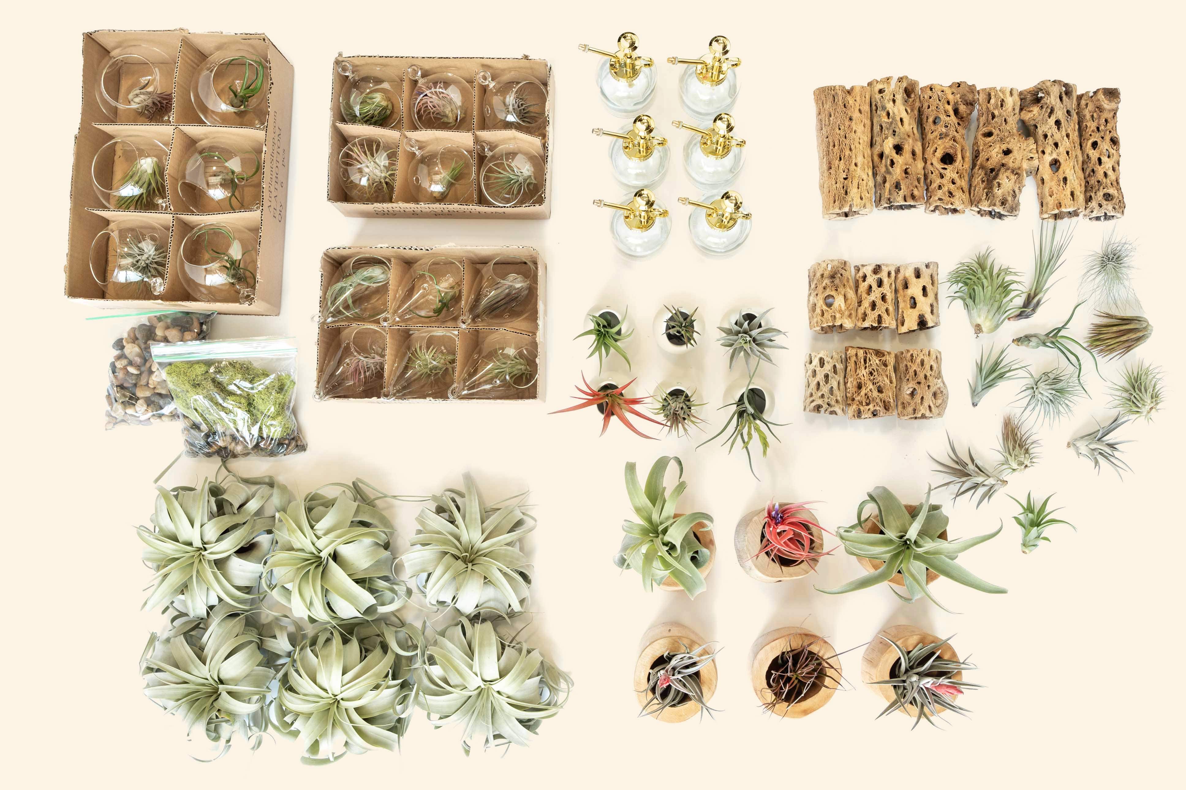 Wholesale: Retail-Ready Easy Table Display Variety Bundle – Air Plant Shop