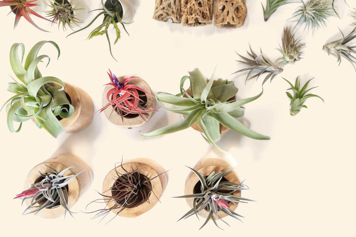 aerial photo of assorted tillandsia air plants in driftwood containers