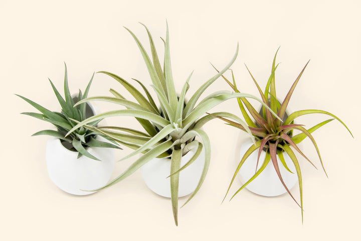 Three ivory vases with assorted tillandsia air plants