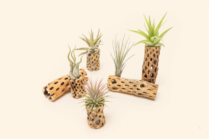 3 inch and 6 inch cholla containers with assorted tillandsia air plants