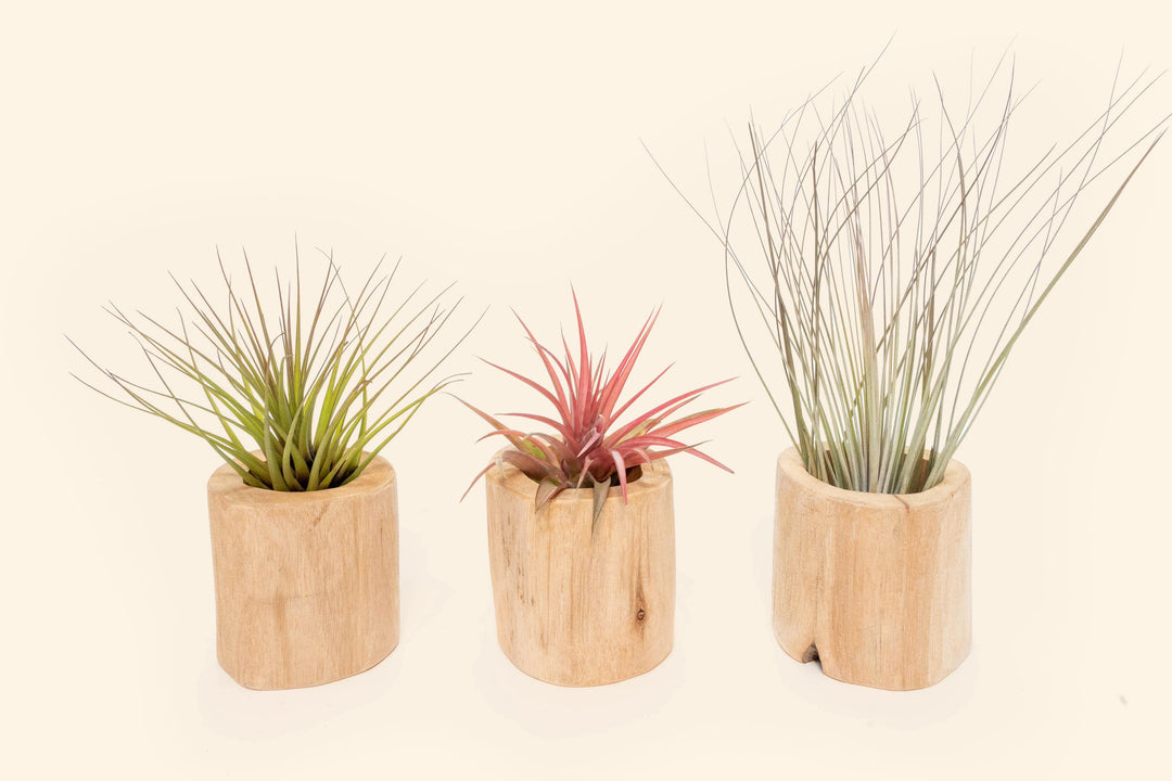 assorted tillandsia air plants in driftwood containers