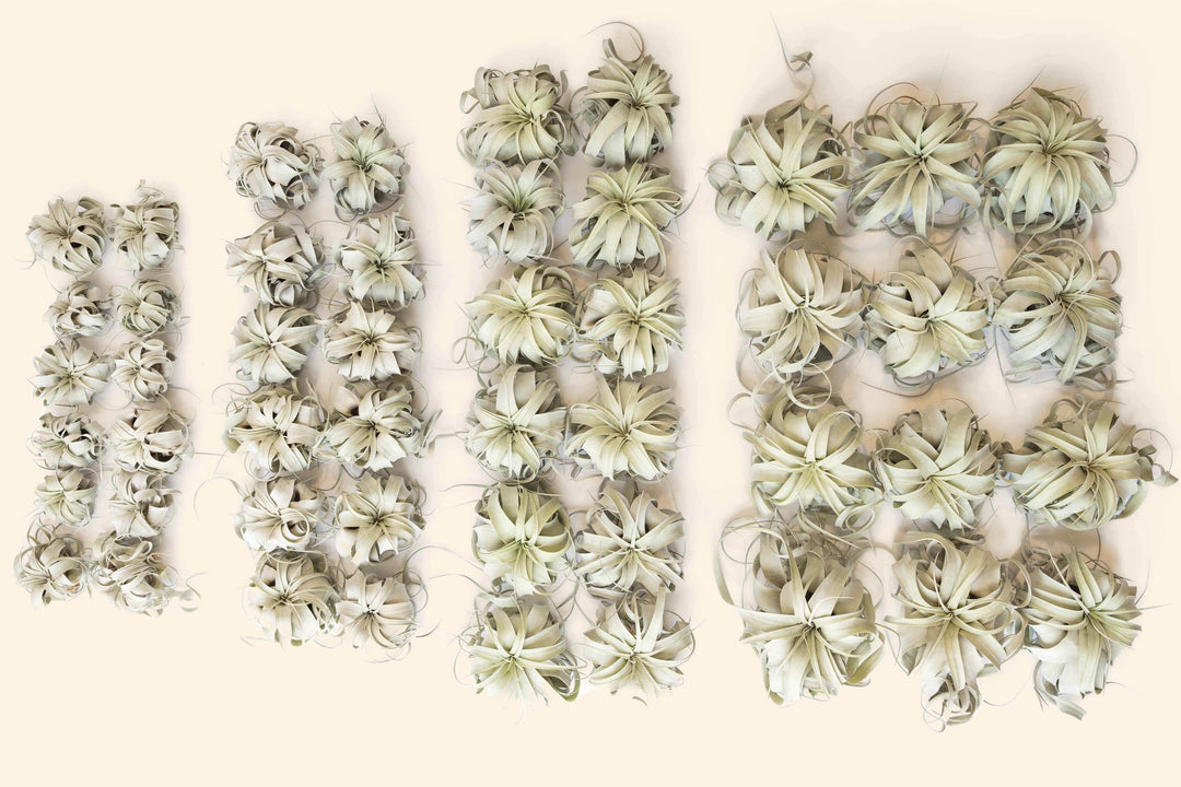 aerial view of tillandsia xerographica bundle pack