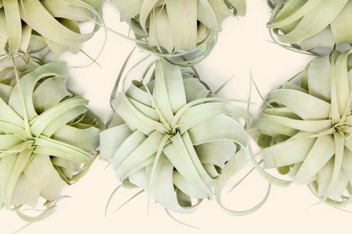 close up aerial shot of large tillandsia xerographica air plants