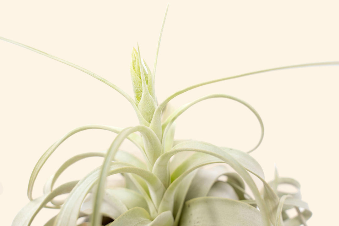 close up of bloom spike on tillandsia xerographica air plant