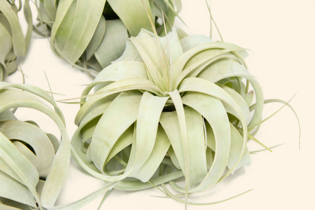 medium tillandsia xerographica air plant